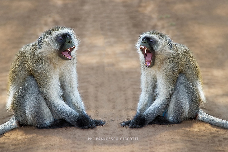 scimmie- male and female - ph. Francesco Ciccotti