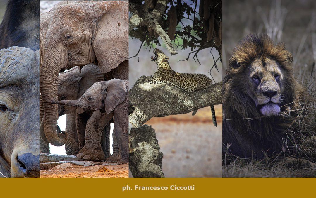Safari in Kenya – incontro con i “BIG FIVE”